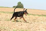 DOBERMANN 067